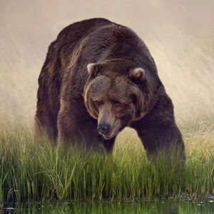 Meet your Posher, Joe